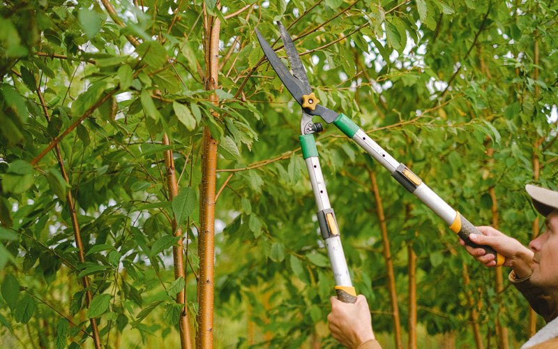 Tree trimming in Fox Lake, WI